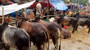 এবার পশুর দাম সহনীয় থাকার সম্ভাবনা